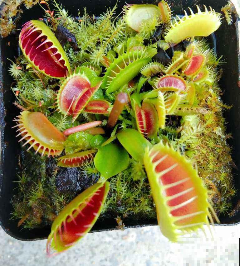 小巧可爱的吃虫草，简单好养，帮你除去蚊虫烦恼！