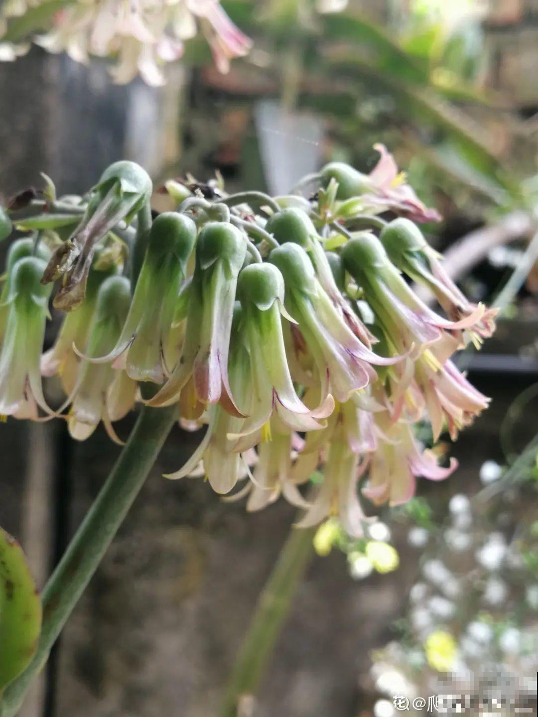 多肉开花不常见，但是颜值还挺高，你会不会剪掉？