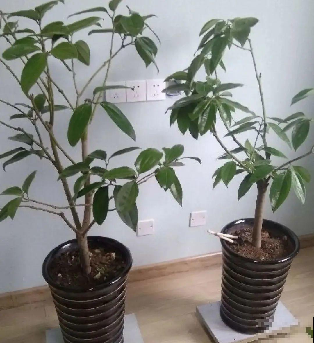 公认的难养花，买一盆死一盆，原来是被动了手脚…