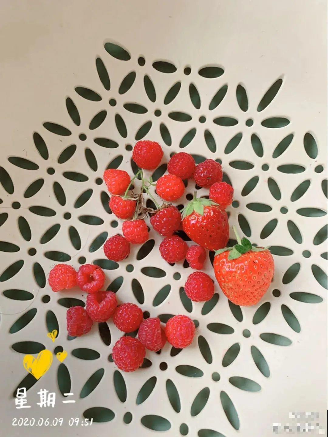 家里种棵树莓，越晒结果子越多，满树红彤彤！