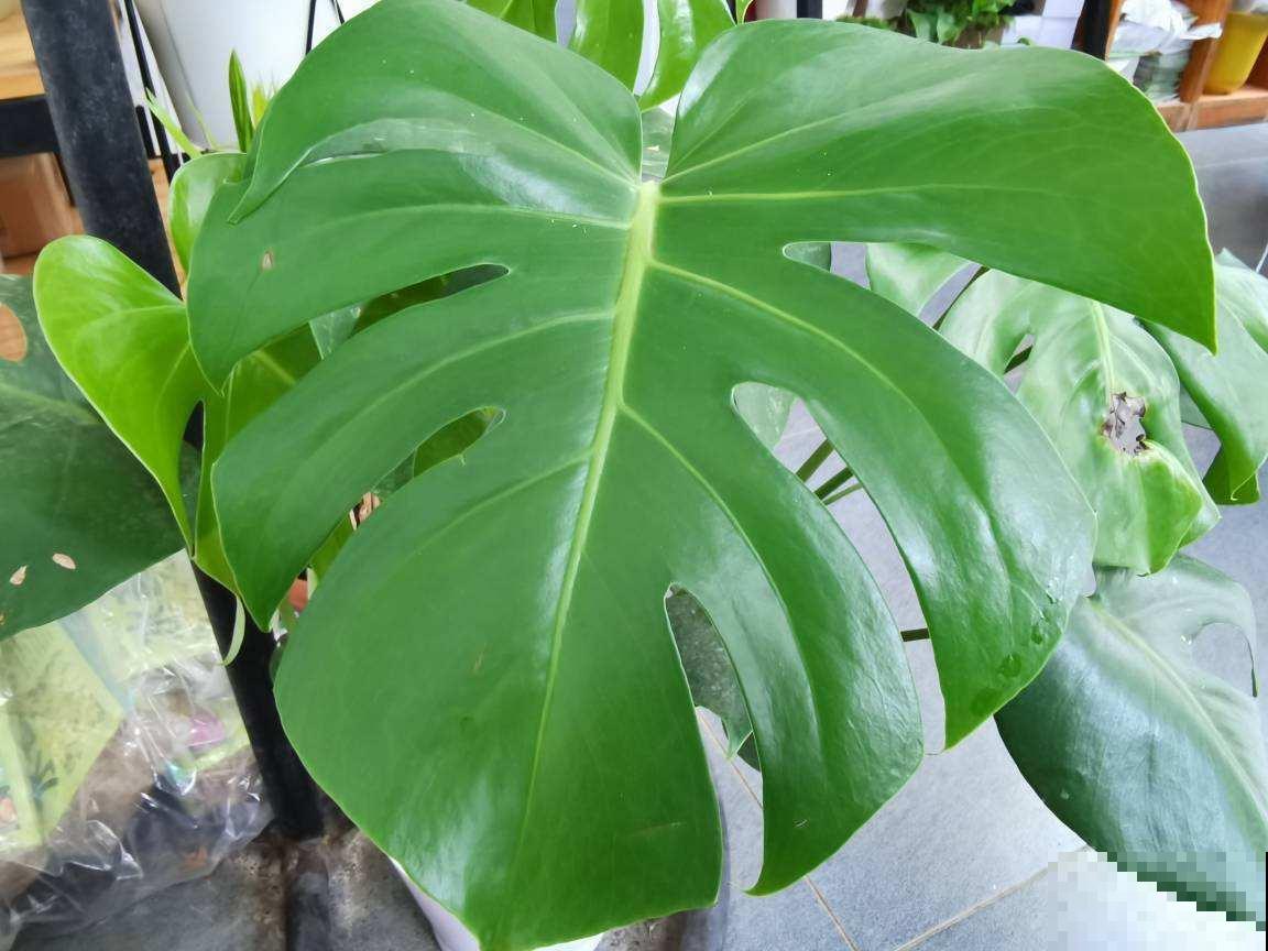 这些花很爱水，天气一热赶紧加水，不然马上黄叶！