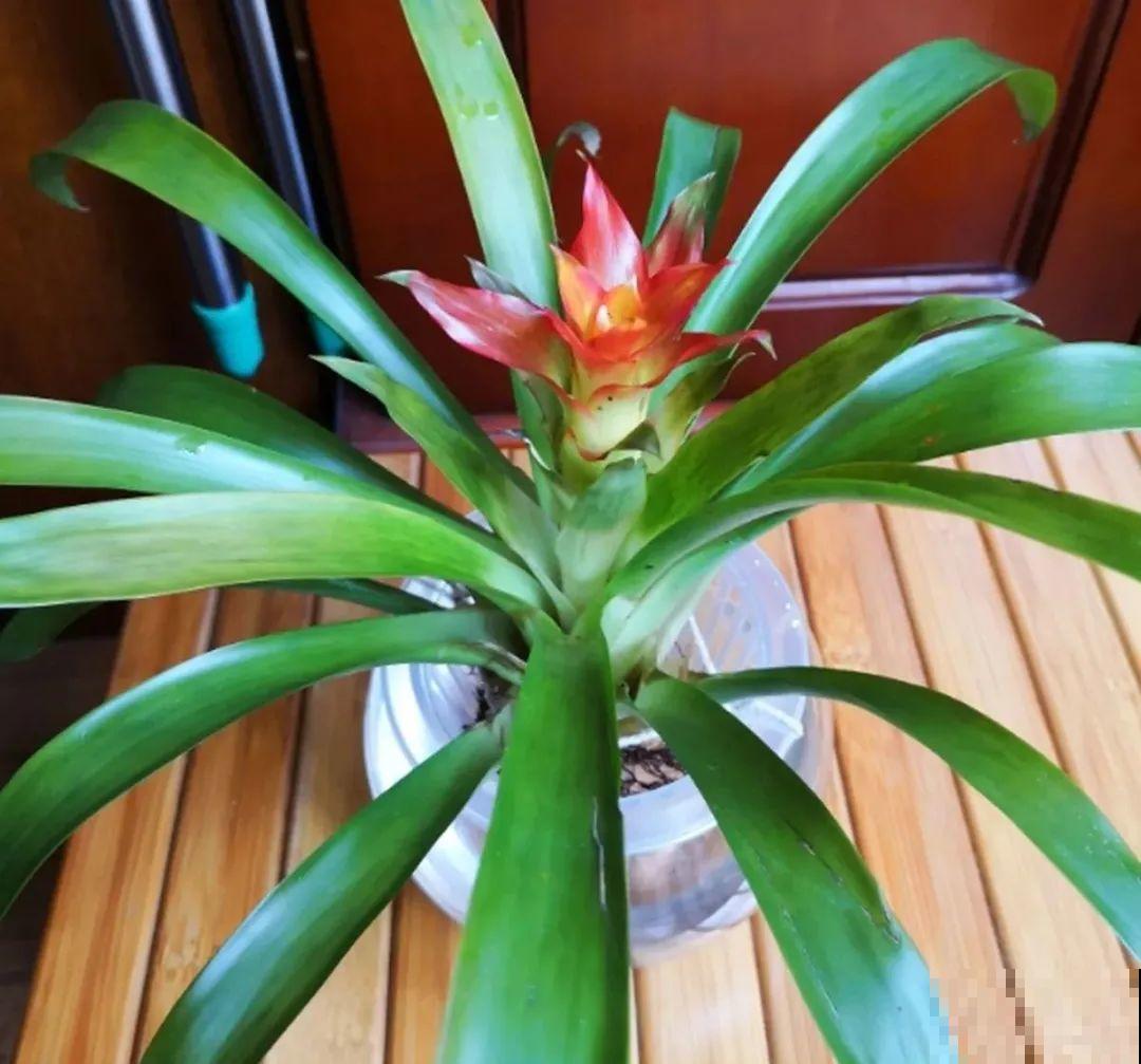 半死不活的花,扔水里,突然长疯了 半死不活的花,扔水里,突然长疯了