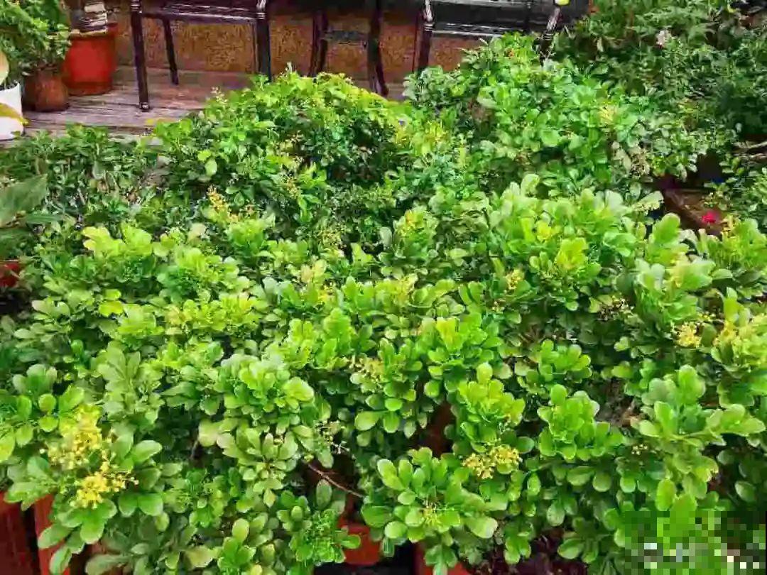 春天养太阳花,猛晒太阳才开花,扦插特好活 春天养太阳花,猛晒太阳才开花,扦插特好活