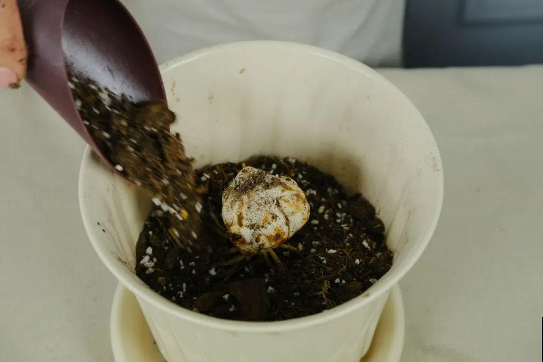 8种花开始慢慢睡醒了， 现在长得正旺，多浇水施肥， 开花更多！