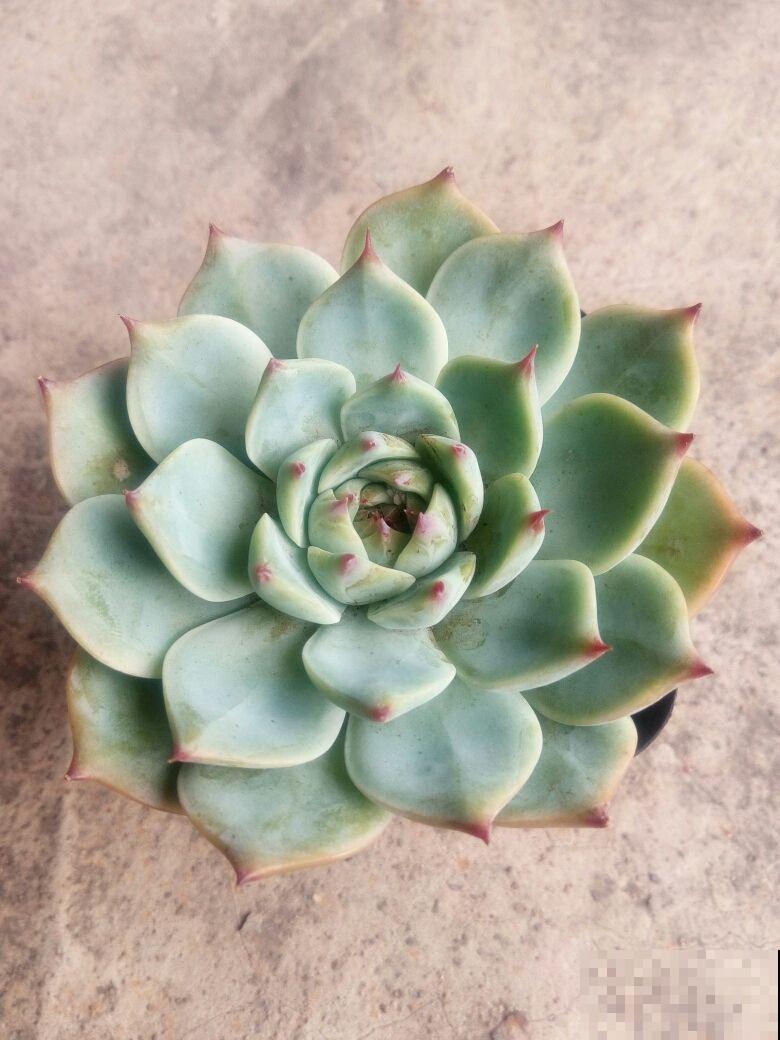 养花当成爱好没事,就是别过“底线”,不然容易惹麻烦 养花当成爱好没事,就是别过“底线”,不然容易惹麻烦