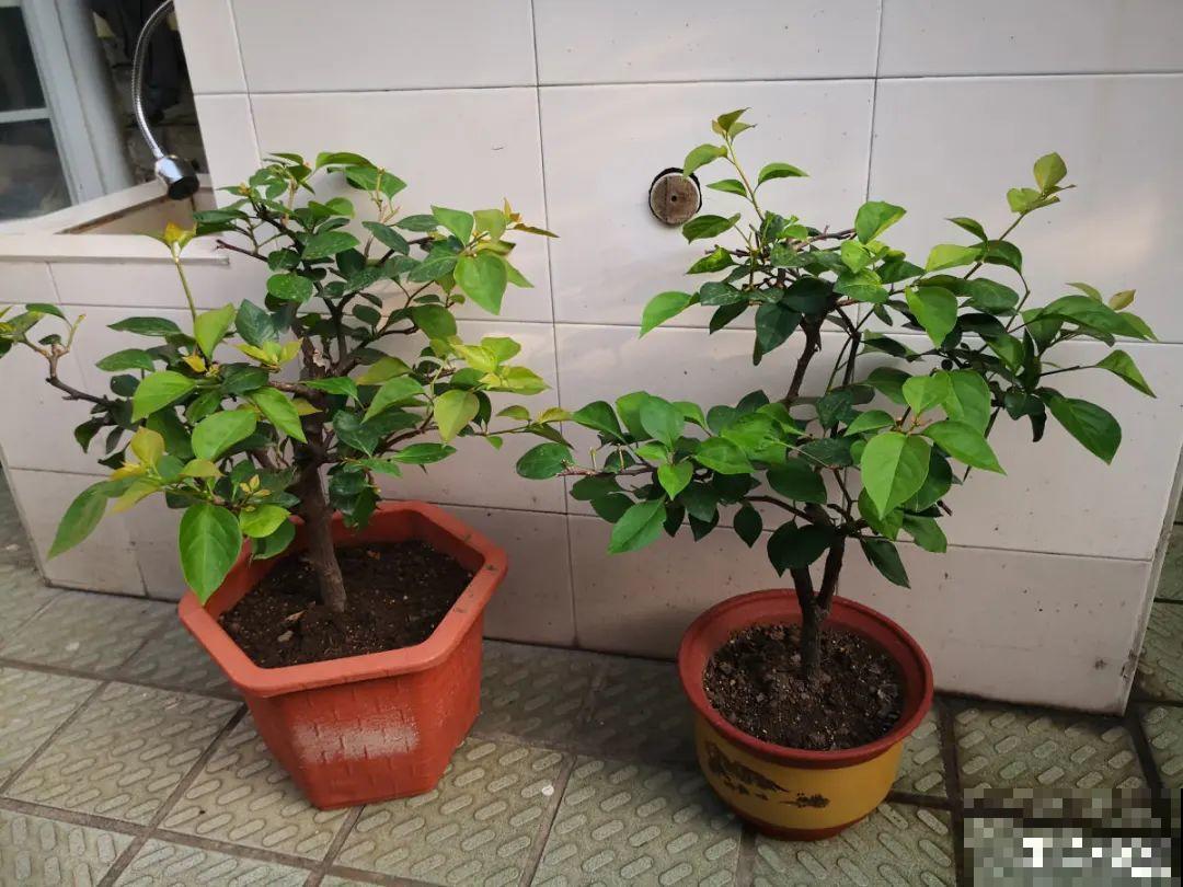 春天的大粗杆子，直接插土里，很快就生根