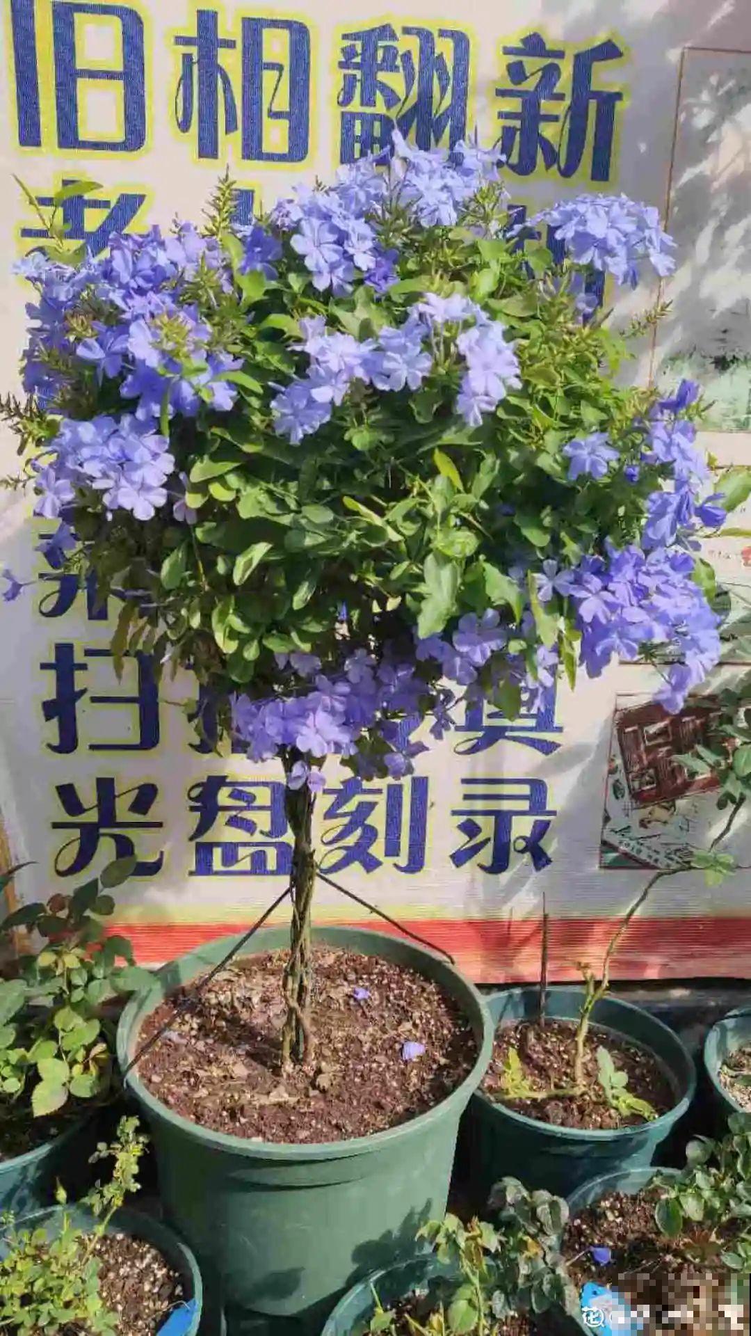 8种花开始慢慢睡醒了， 现在长得正旺，多浇水施肥， 开花更多！