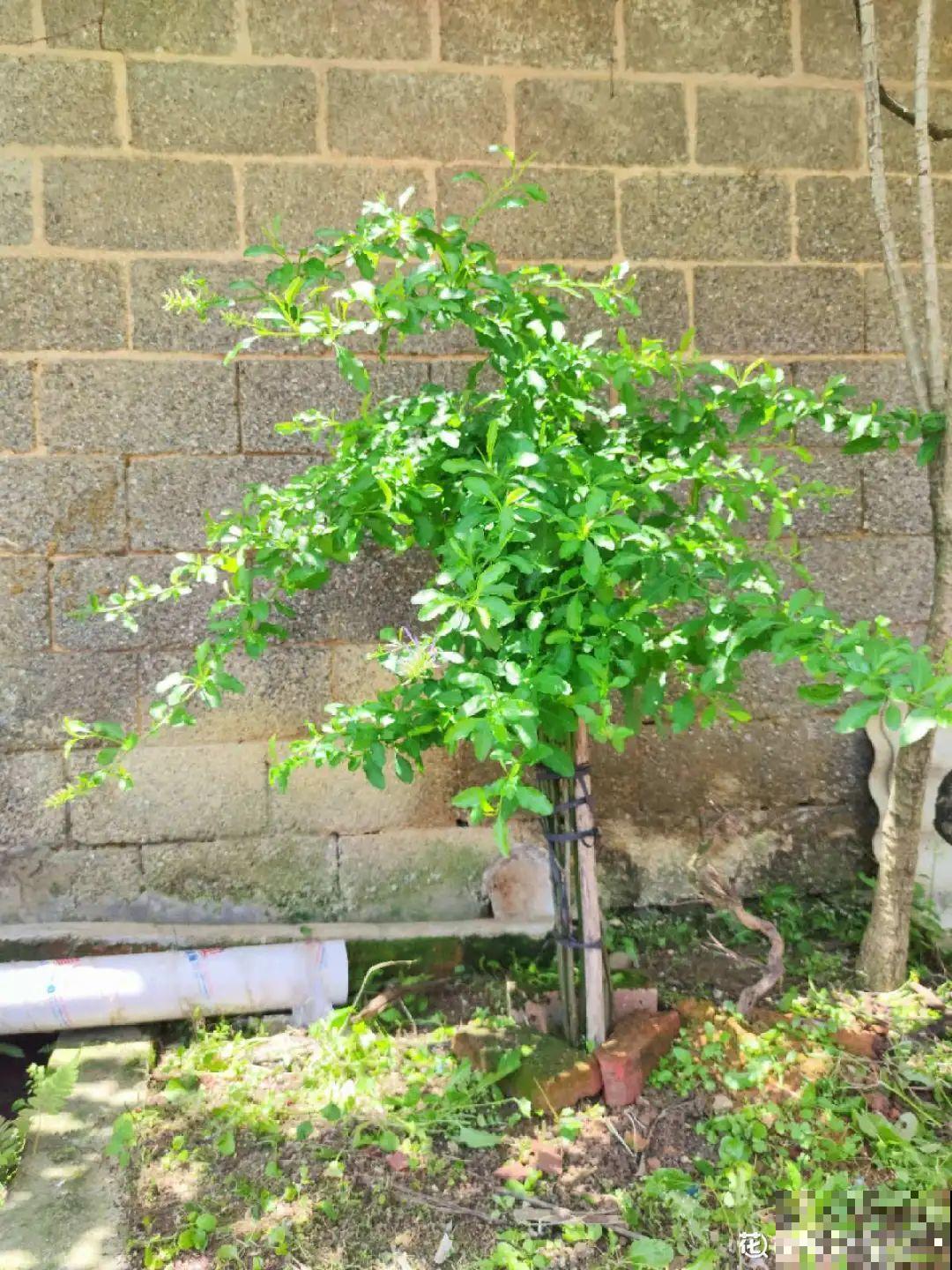 5年的马齿苋，长成“一棵小树”，真头一回见