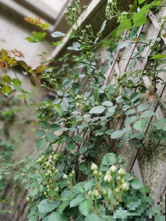 养花不用养太多,这一种花养好了,足够撑起一家门面! 养花不用养太多,这一种花养好了,足够撑起一家门面!