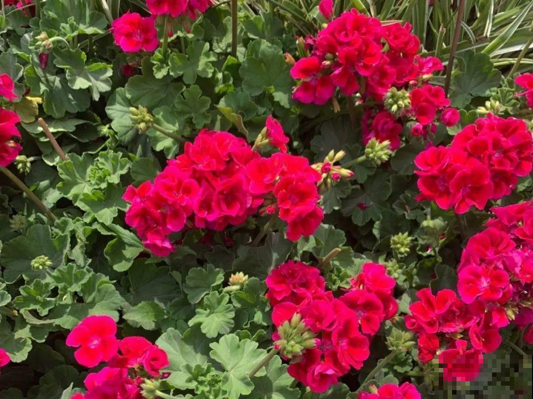 5月出门,收下这份百花图谱,啥花都能叫上名! 5月出门,收下这份百花图谱,啥花都能叫上名!