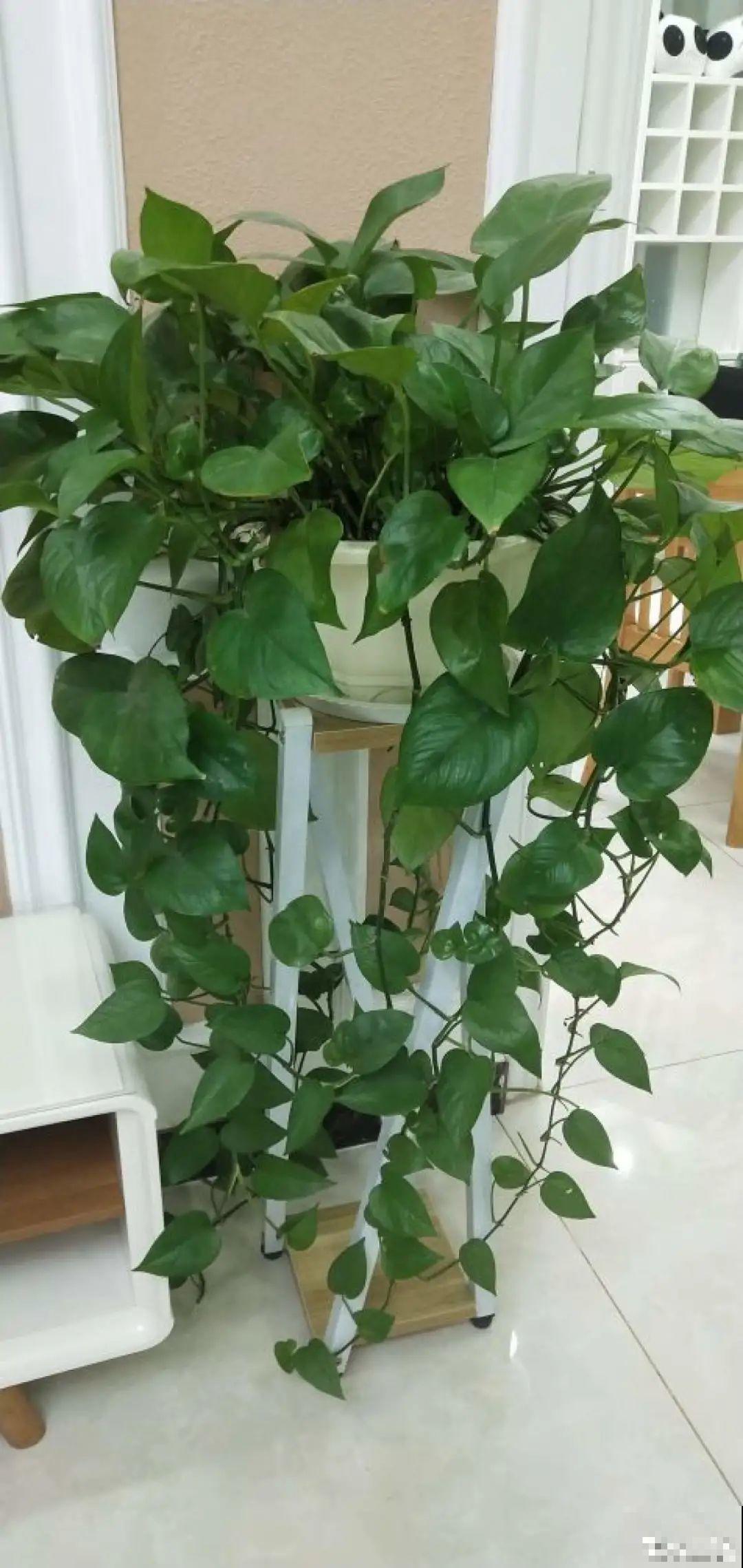 夏天怕晒的花,赶紧搬到阴凉地儿,再晒成枯杆了 夏天怕晒的花,赶紧搬到阴凉地儿,再晒成枯杆了