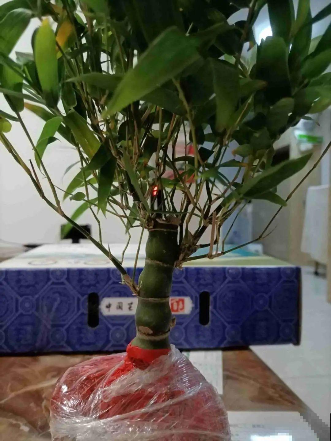 植物长了个大肚子，超级耐旱，一个月不浇水也死不了