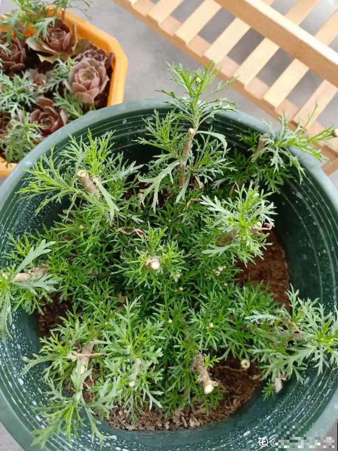 春天给花修剪,花才能呼呼开,俩月开爆盆 春天给花修剪,花才能呼呼开,俩月开爆盆