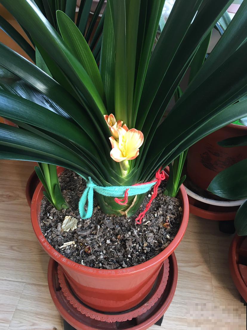 男士们都爱养的花，气质优雅不凡，养在家里很好看