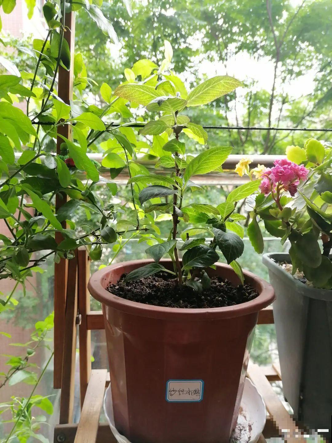 夏天扦插最好活，剪个枝条插土里，10天就生根！