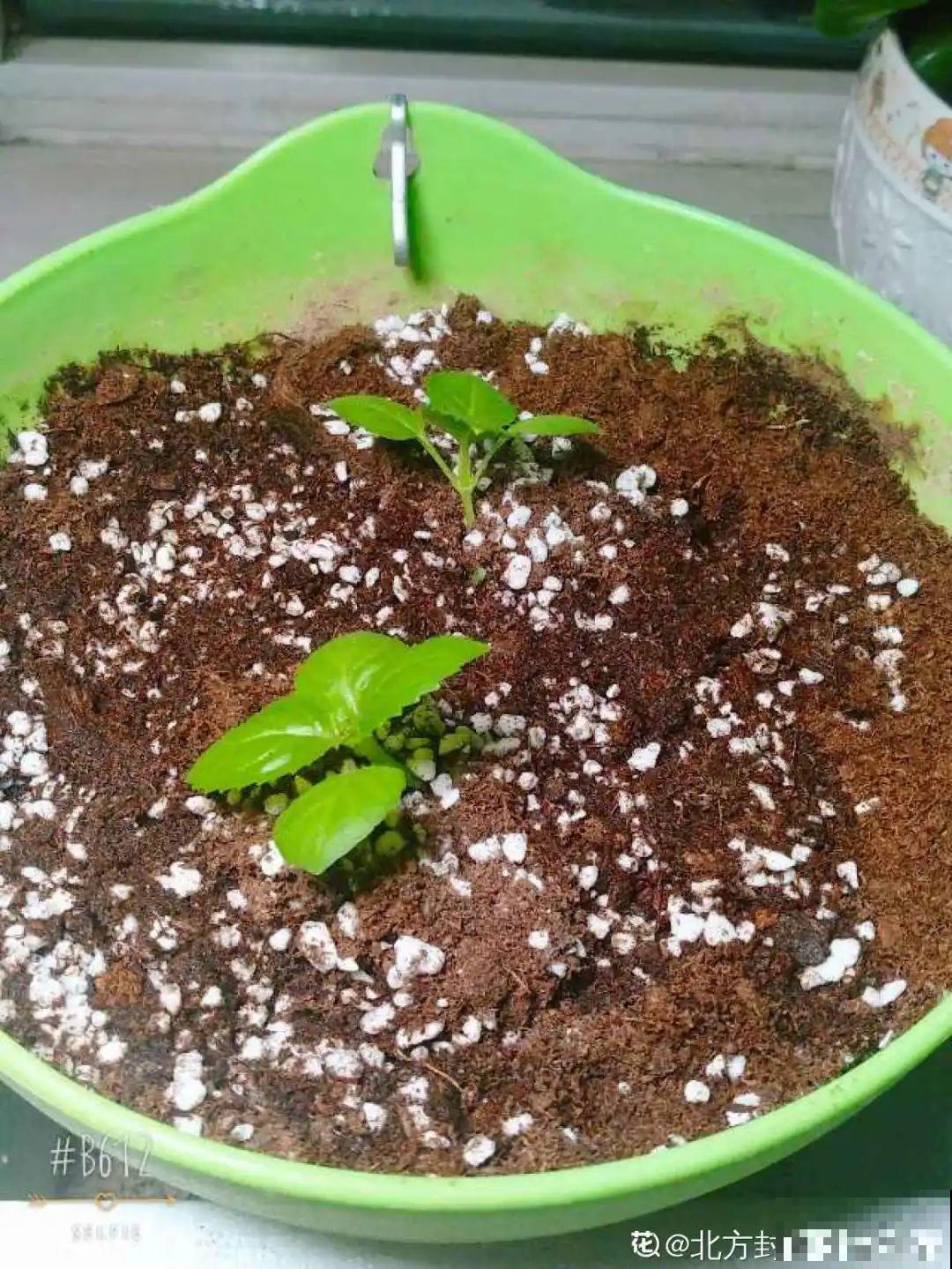 难度夏的8种花，赶紧扦插备份，再晚只剩盆了