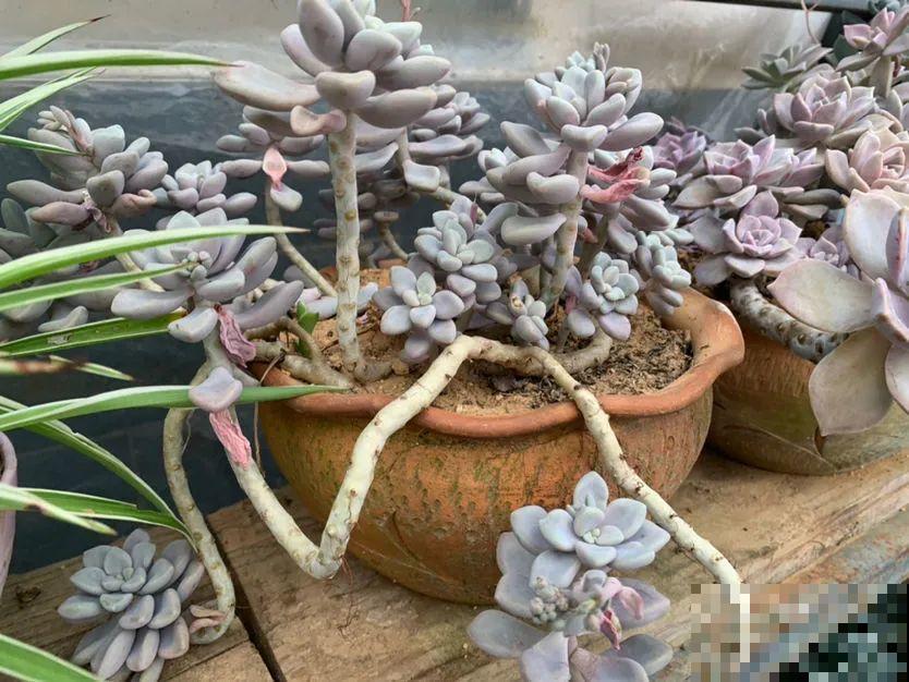 多肉长了“水桩”，不如砍了重来，实在太丑了