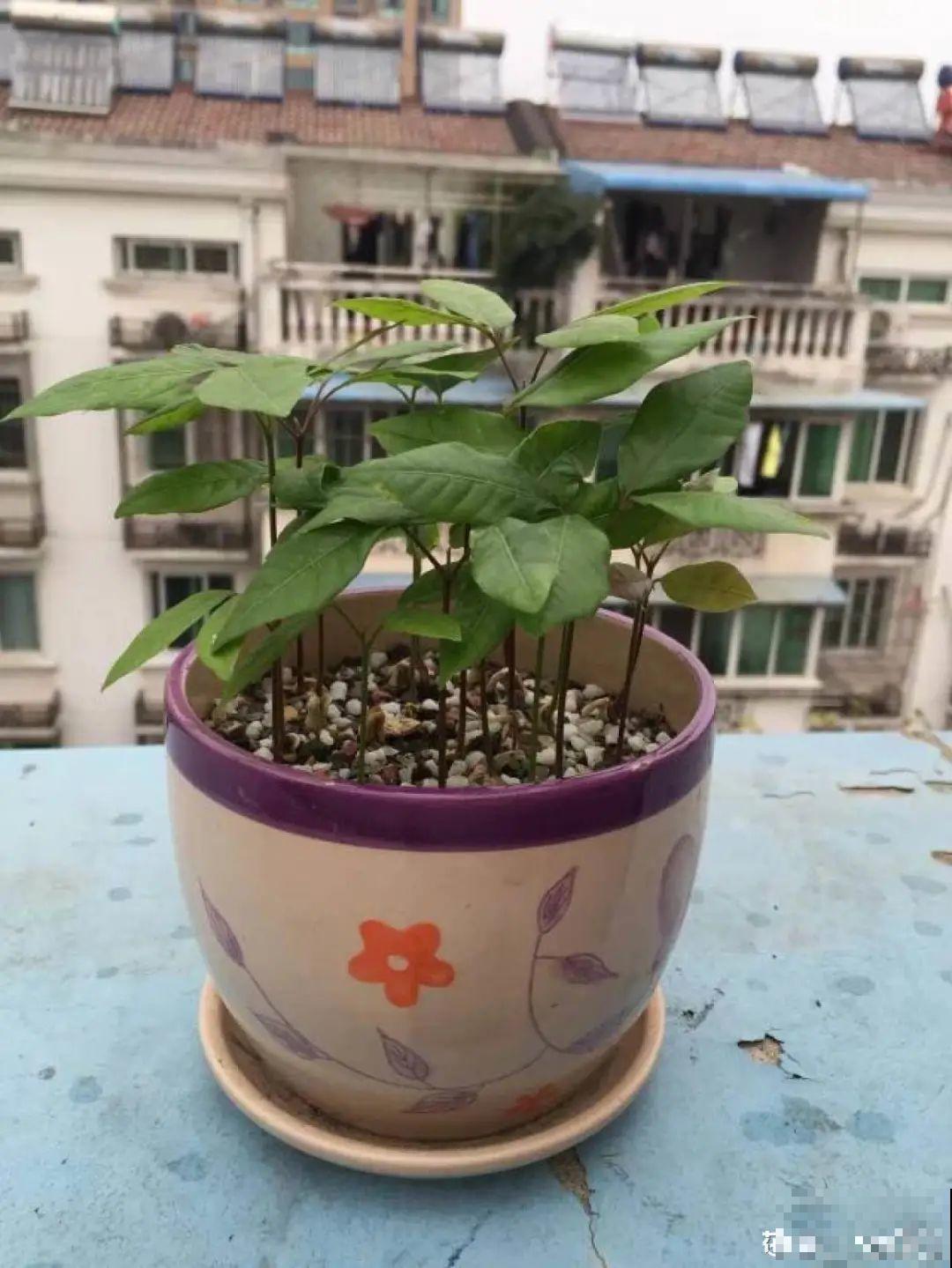 玉米棒子插水里，比绿植长得快，长成清新小盆栽