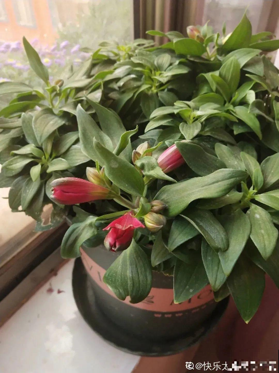 六出花特耐旱，浇水少也能疯长，开花比杜鹃还美