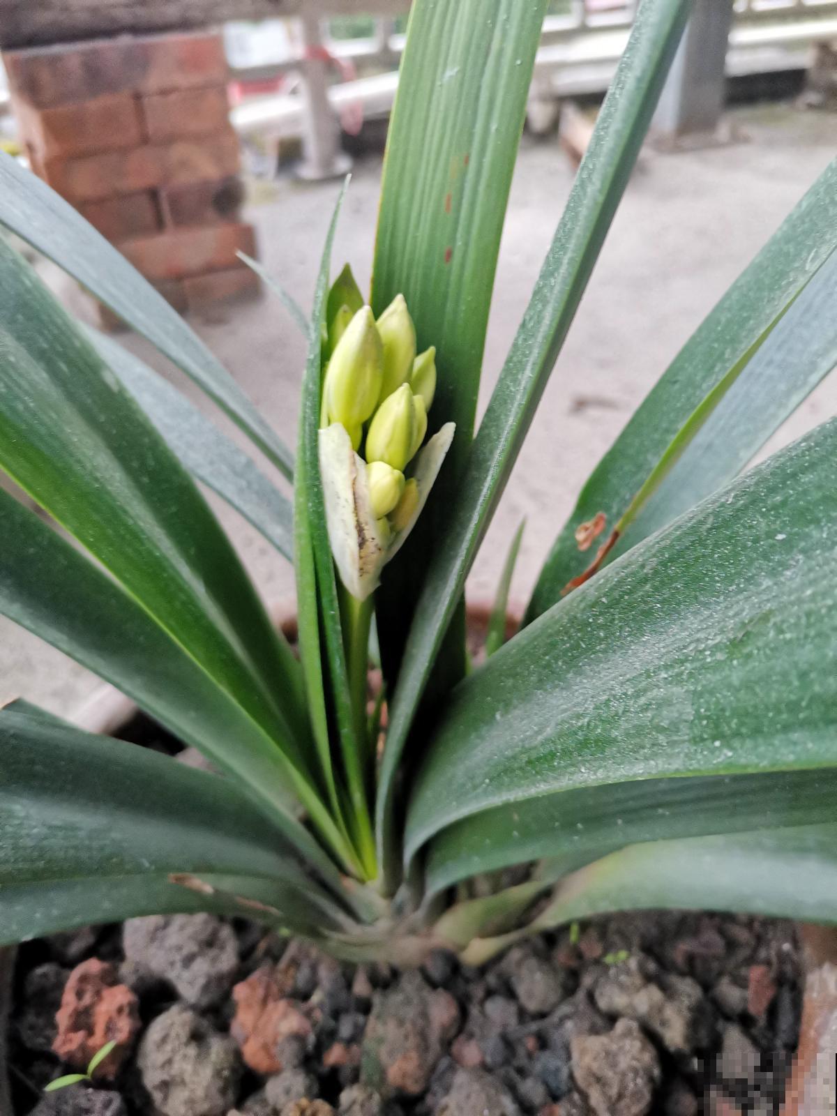 春天养护君子兰,不能将水滴进叶心,容易烂叶 春天养护君子兰,不能将水滴进叶心,容易烂叶