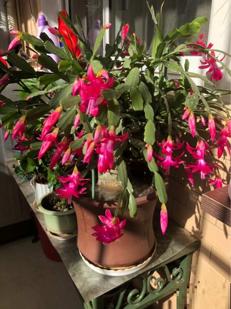 养护蟹爪兰要遵循“生物钟”,春天把花都掰了,下次才能开得多 养护蟹爪兰要遵循“生物钟”,春天把花都掰了,下次才能开得多