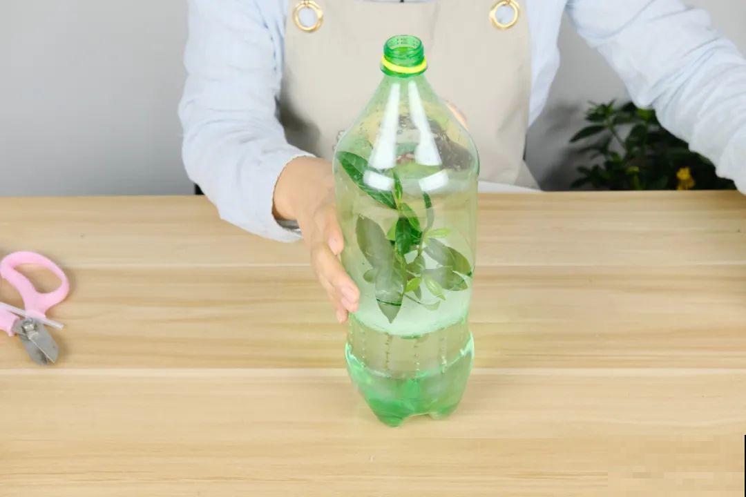 11种常见花，现在扦插，成活率特高