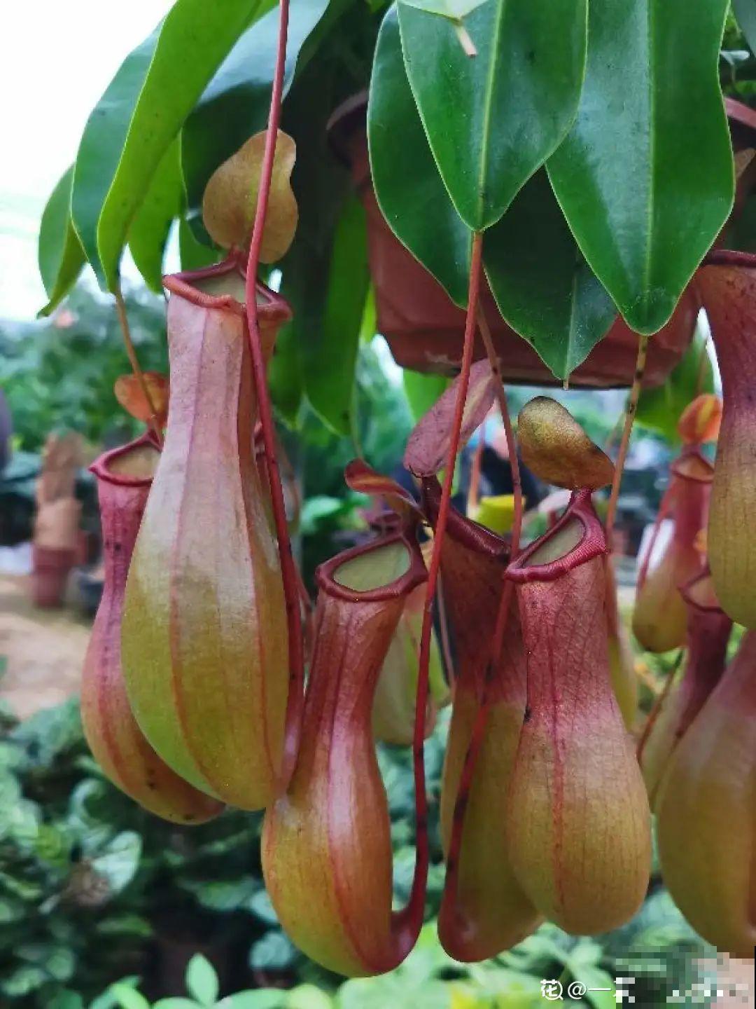 家里养棵“丑八怪”，霸气镇宅，越养越爱