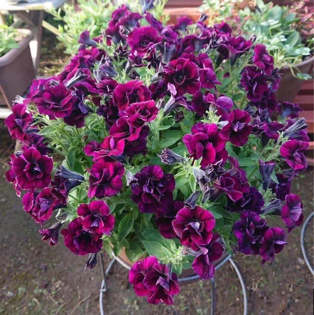 矮牵牛得剪一剪，才能开花多，满盆都是花苞！