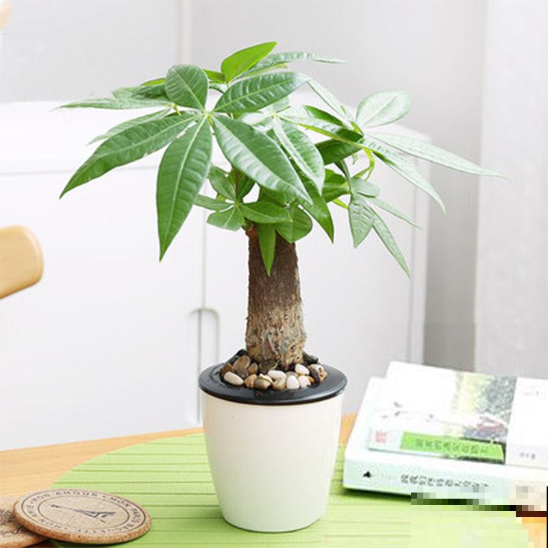 家里养花要摆对位置,不光对花好,对人也好 家里养花要摆对位置,不光对花好,对人也好