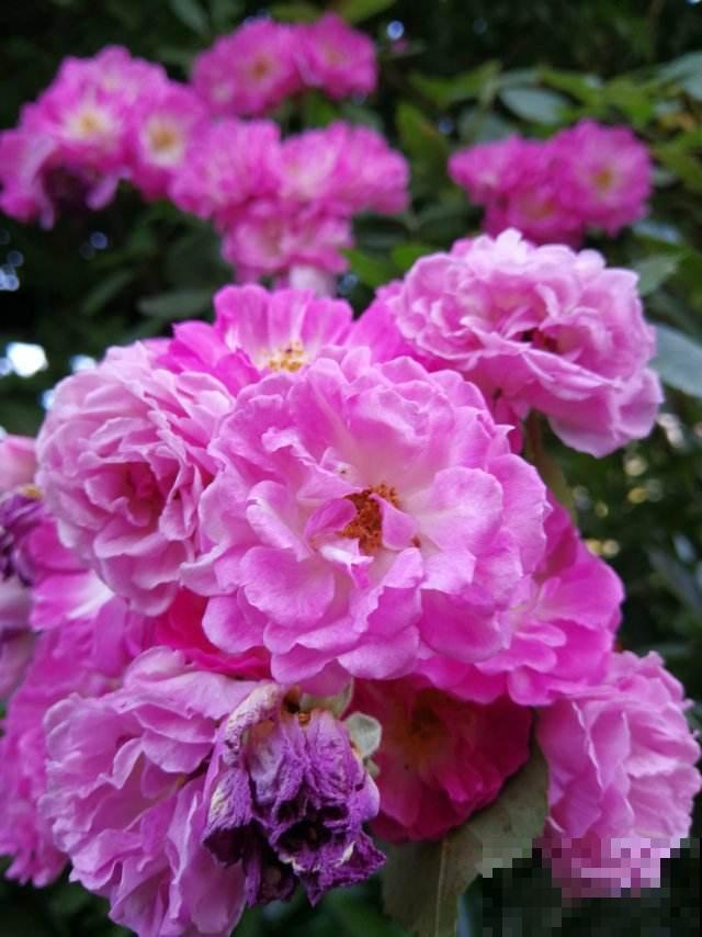 这个季节最适合蔷薇扦插，掌握这些技巧，轻松花开满墙！