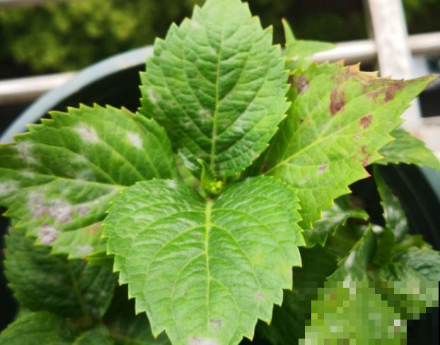 花园“三剑客”，可不太好养，能养好的都是高手