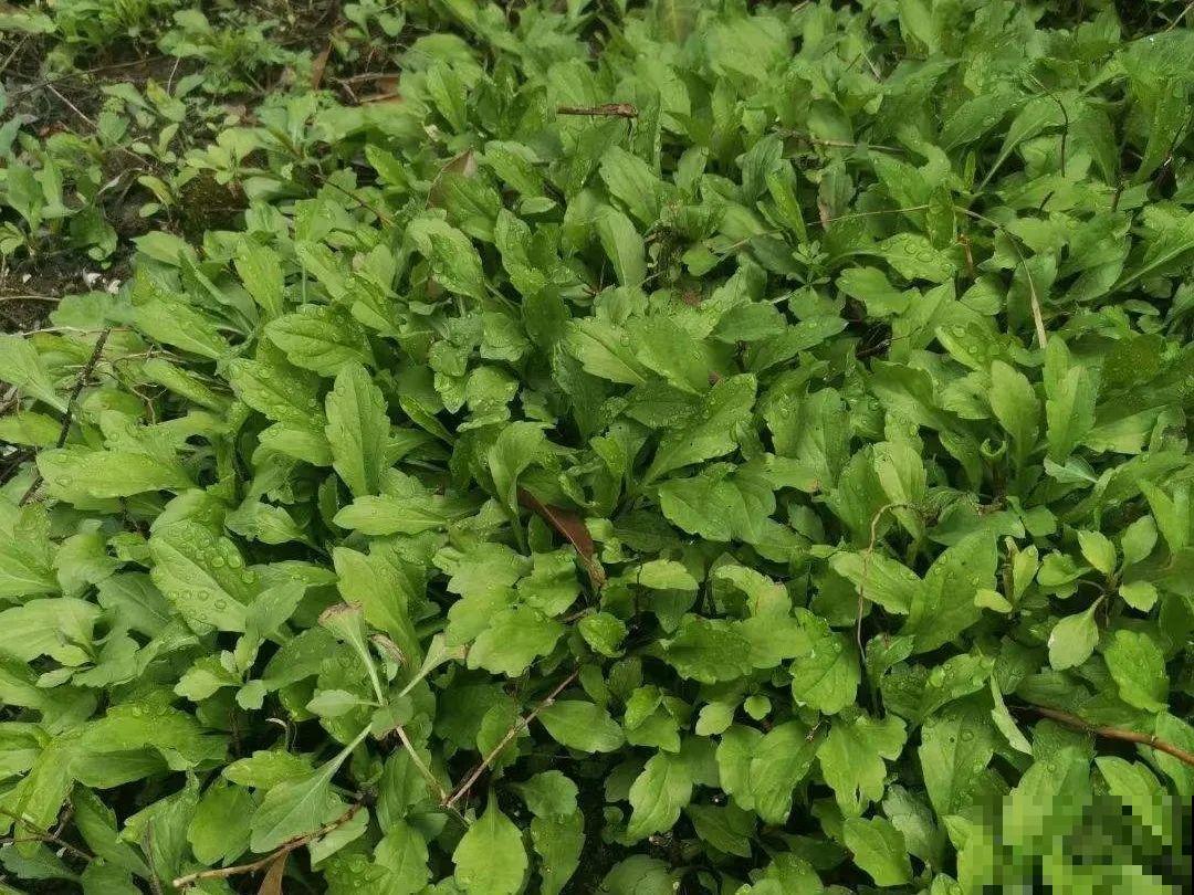 春天的野菜大全,小心辨认,千万别挖错了 春天的野菜大全,小心辨认,千万别挖错了