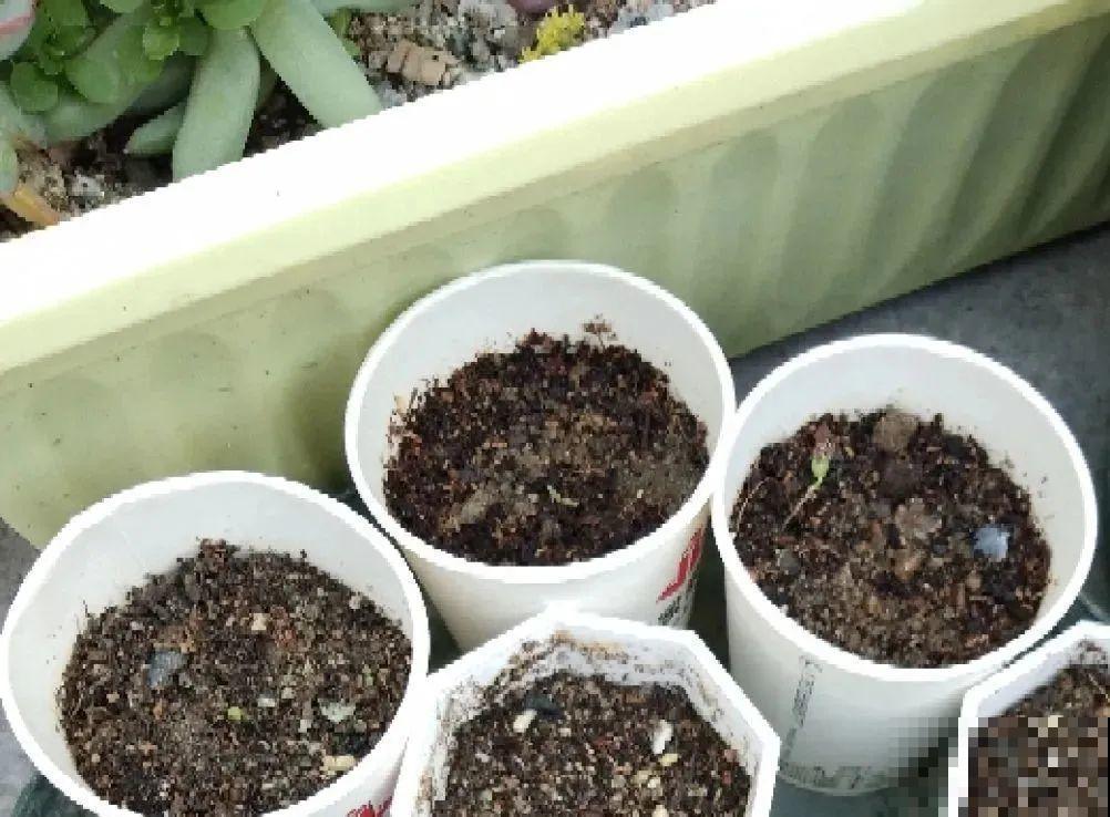 11种常见花，现在扦插，成活率特高