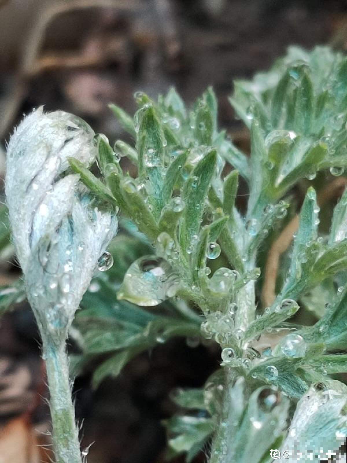 5月初长势超旺的野菜，山上溜达一圈，能摘好几袋子