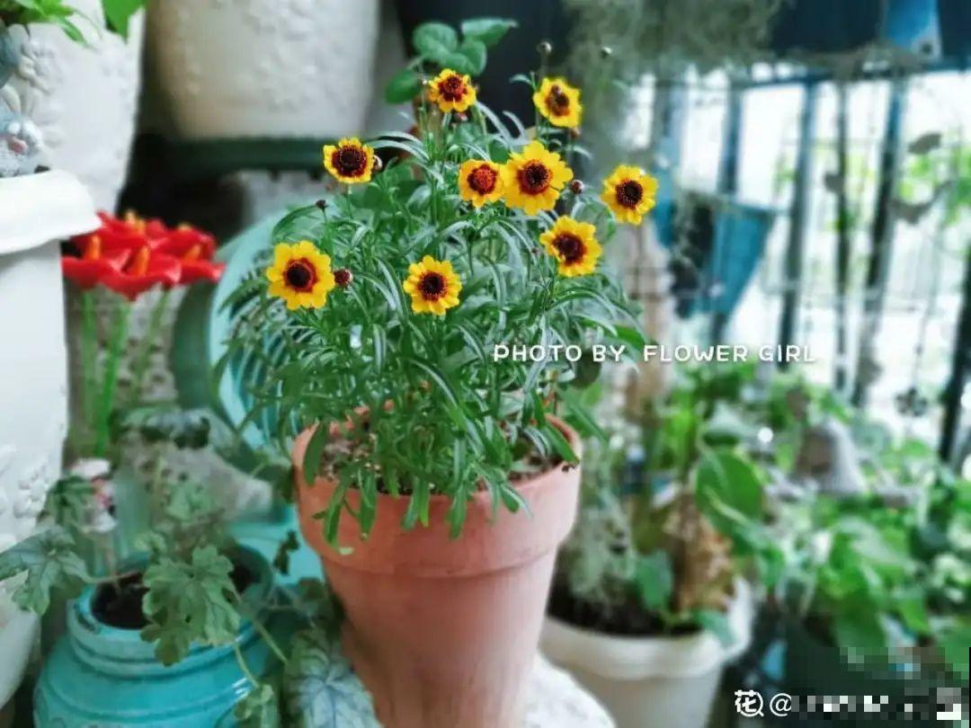 夏天里超能开的花，爆花上百朵，开完剪一刀，很快又爆花