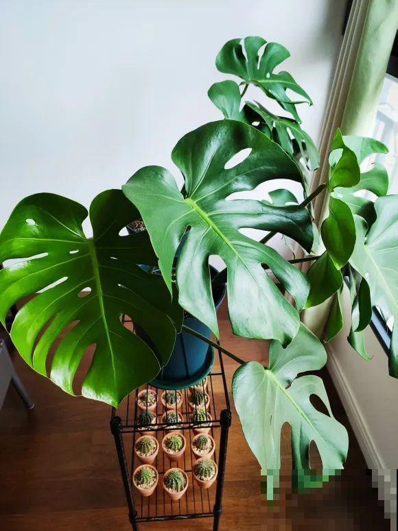 7种花要赶紧砍头,一头变多头,长得是真旺 7种花要赶紧砍头,一头变多头,长得是真旺