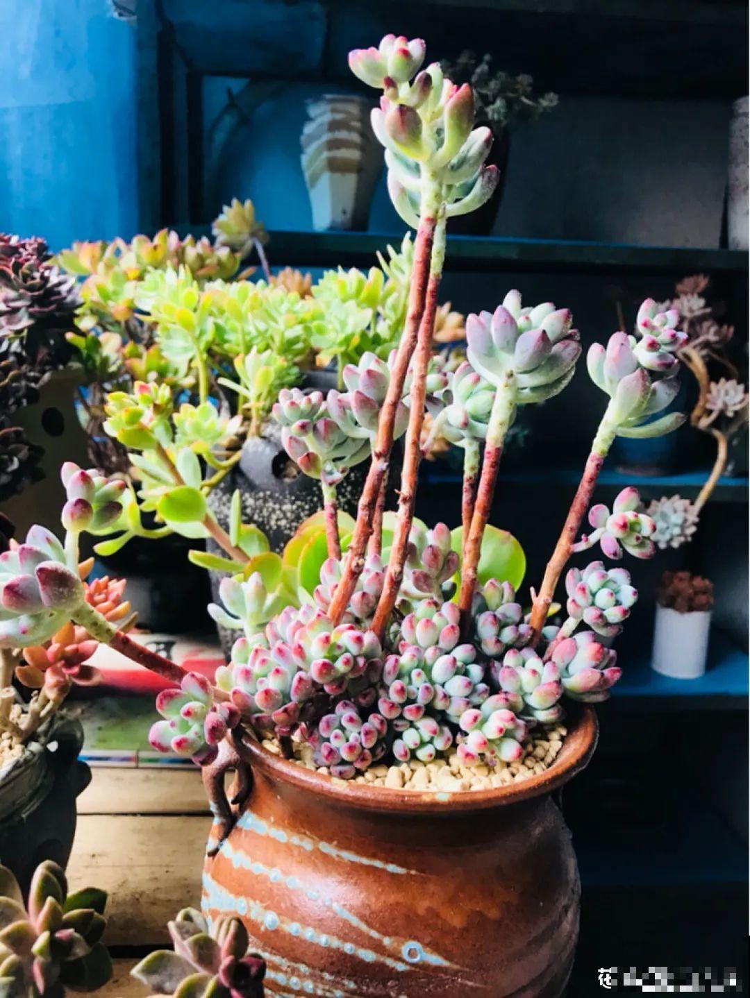 多肉老桩属实震撼，颜值都很高，越养越上瘾