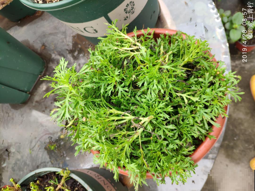 3种花打顶、扦插，可以同时进行，新手秒变大户