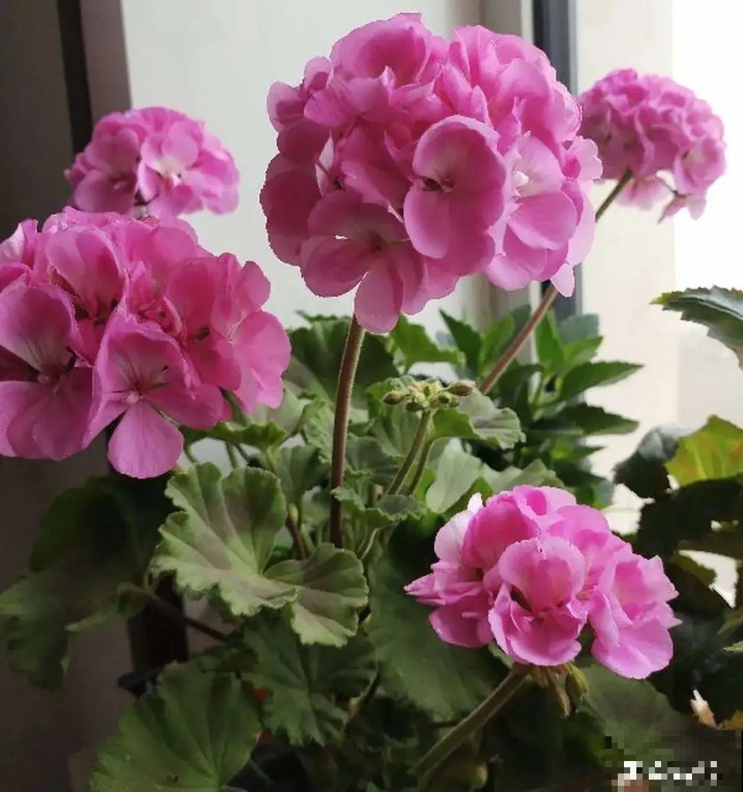 家里养了月季,花后使劲剪,越剪越开花,真省心 家里养了月季,花后使劲剪,越剪越开花,真省心