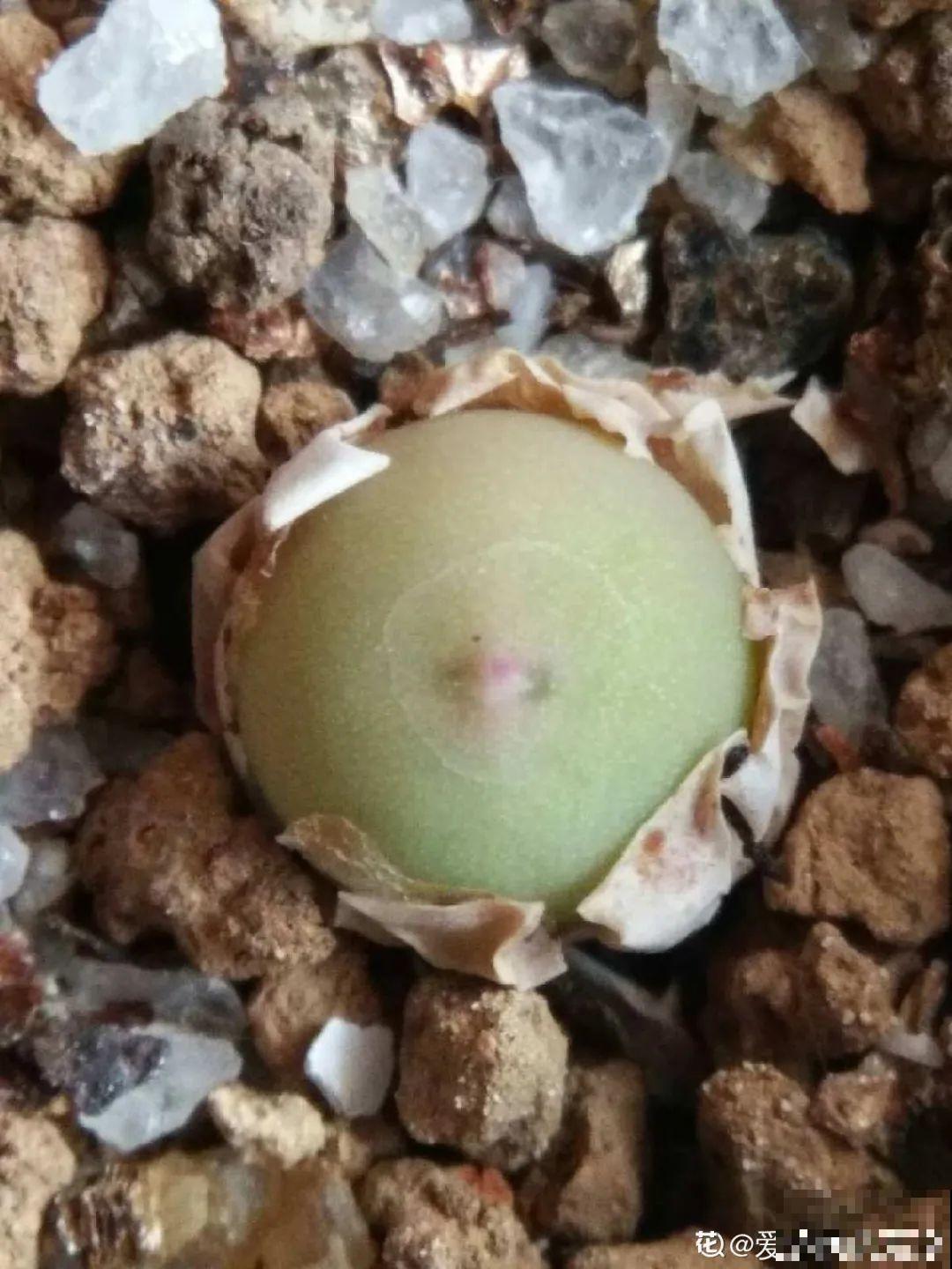 养多肉的人里，有一群“屁股花”爱好者，养的多肉超可爱