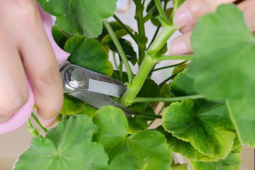 11种常见花，现在扦插，成活率特高