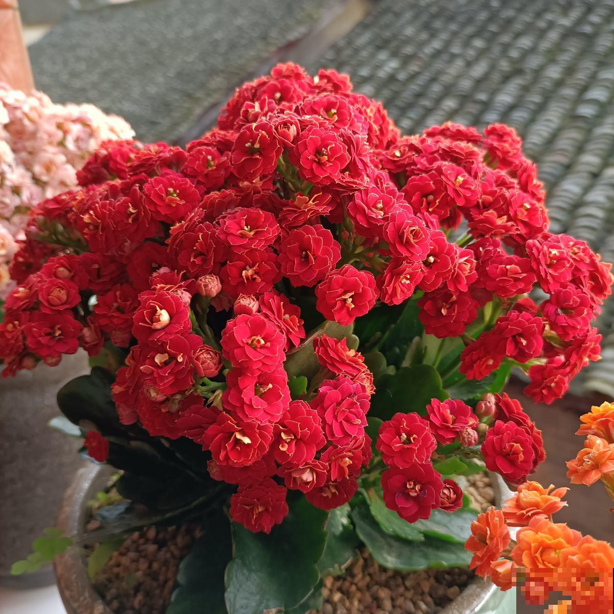 不能给花施肥的5种情况，一定要谨记，不然最后剩空盆