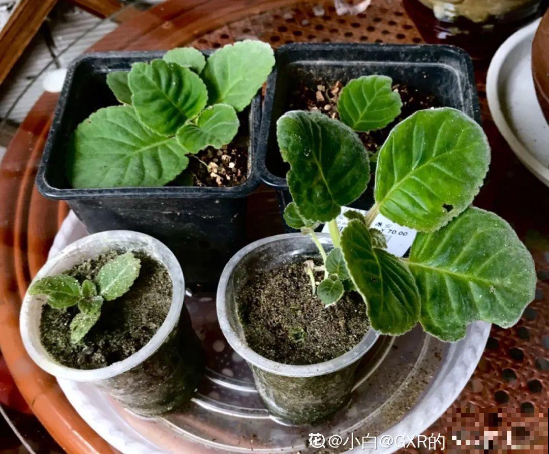 大岩桐特耐阴，每天一两个小时光照，一年开花上百天