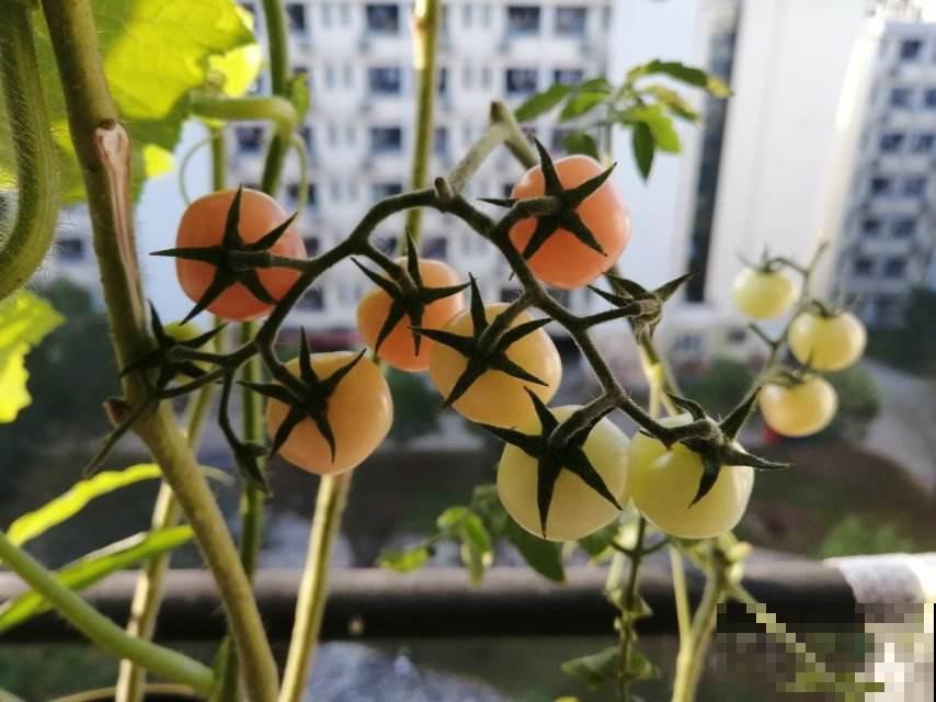 适合养在家里的果树，种上一棵，咕噜咕噜结果子