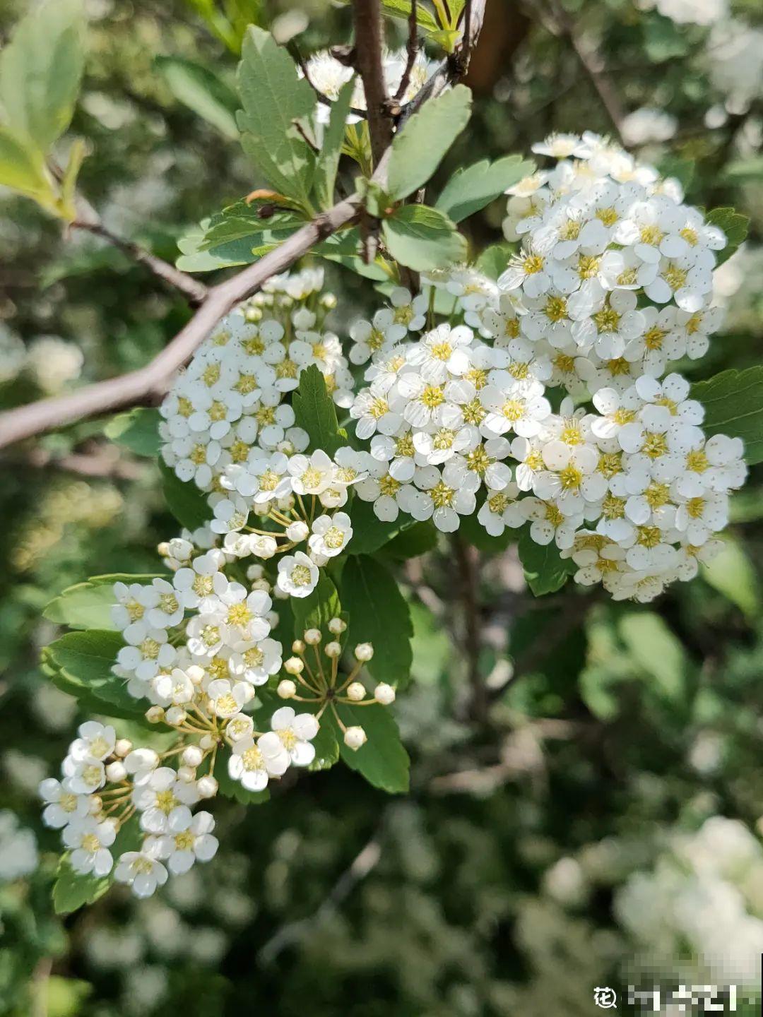 今年流行的小众植物，美而不俗，气质一绝