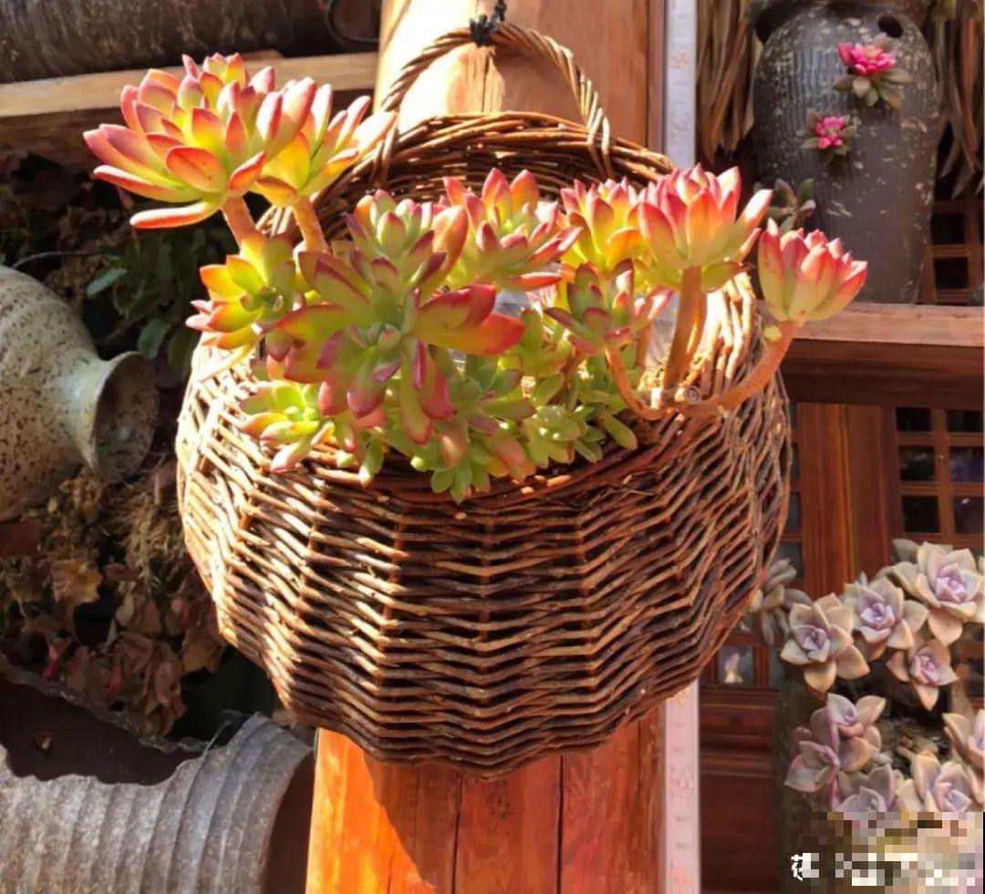 虐着养的花，剪成秃子，半月不浇水，呼呼开花