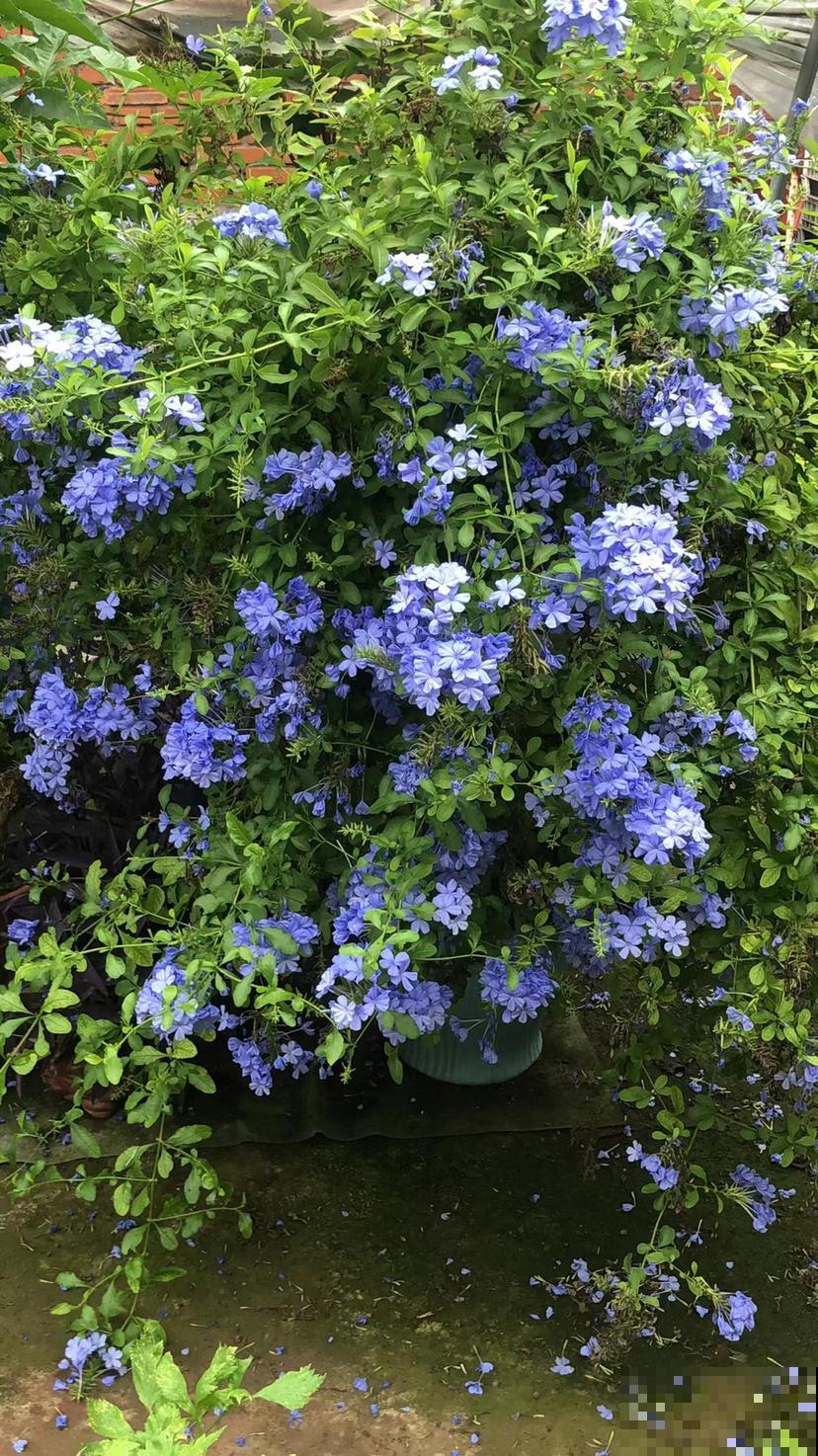 立夏后养3类花，养家里看着真舒服，还特别耐晒