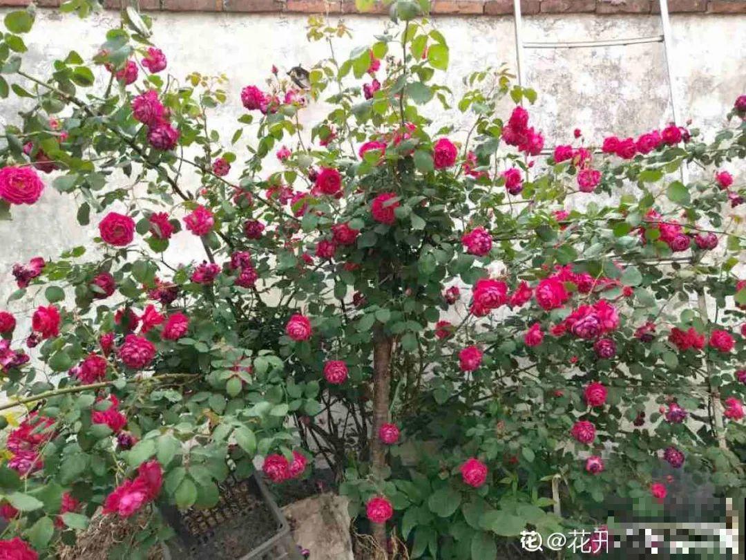 大院子养点大气花，超级有格调，漂亮的中国风