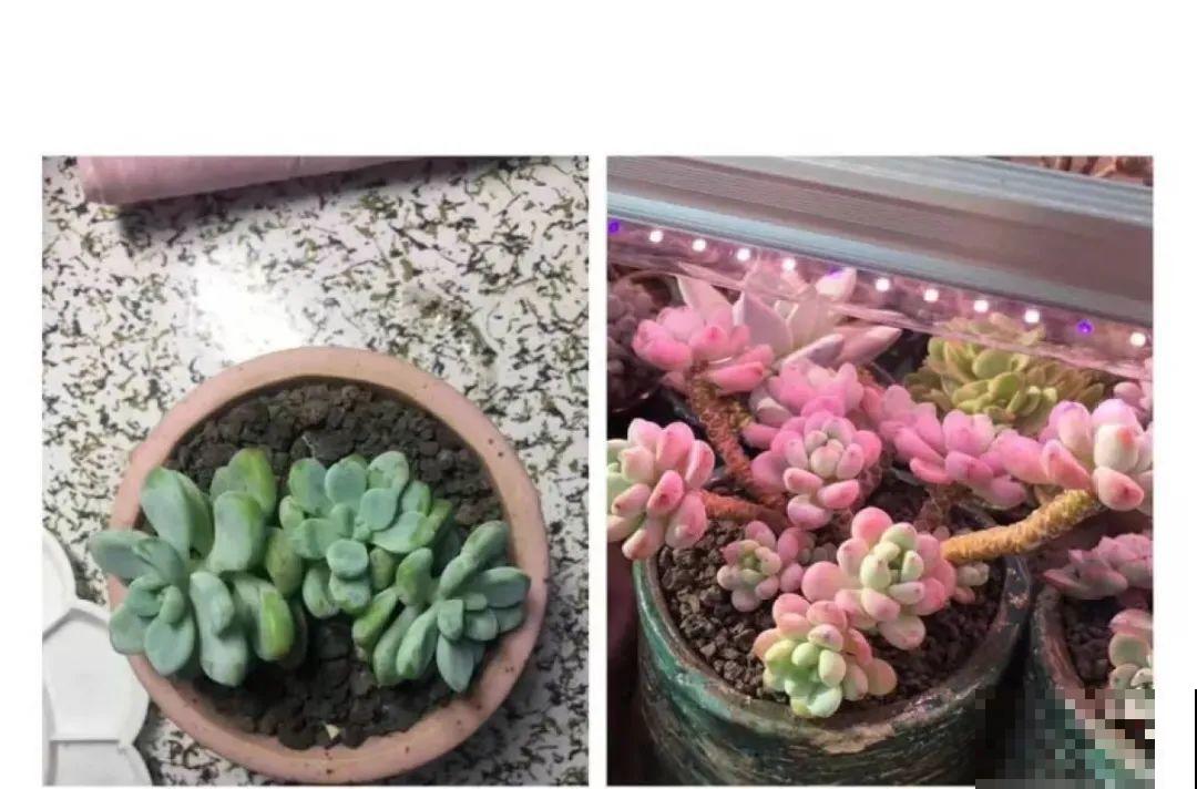 室内养多肉,也能养出水晶果冻色,任谁看到都说好 室内养多肉,也能养出水晶果冻色,任谁看到都说好