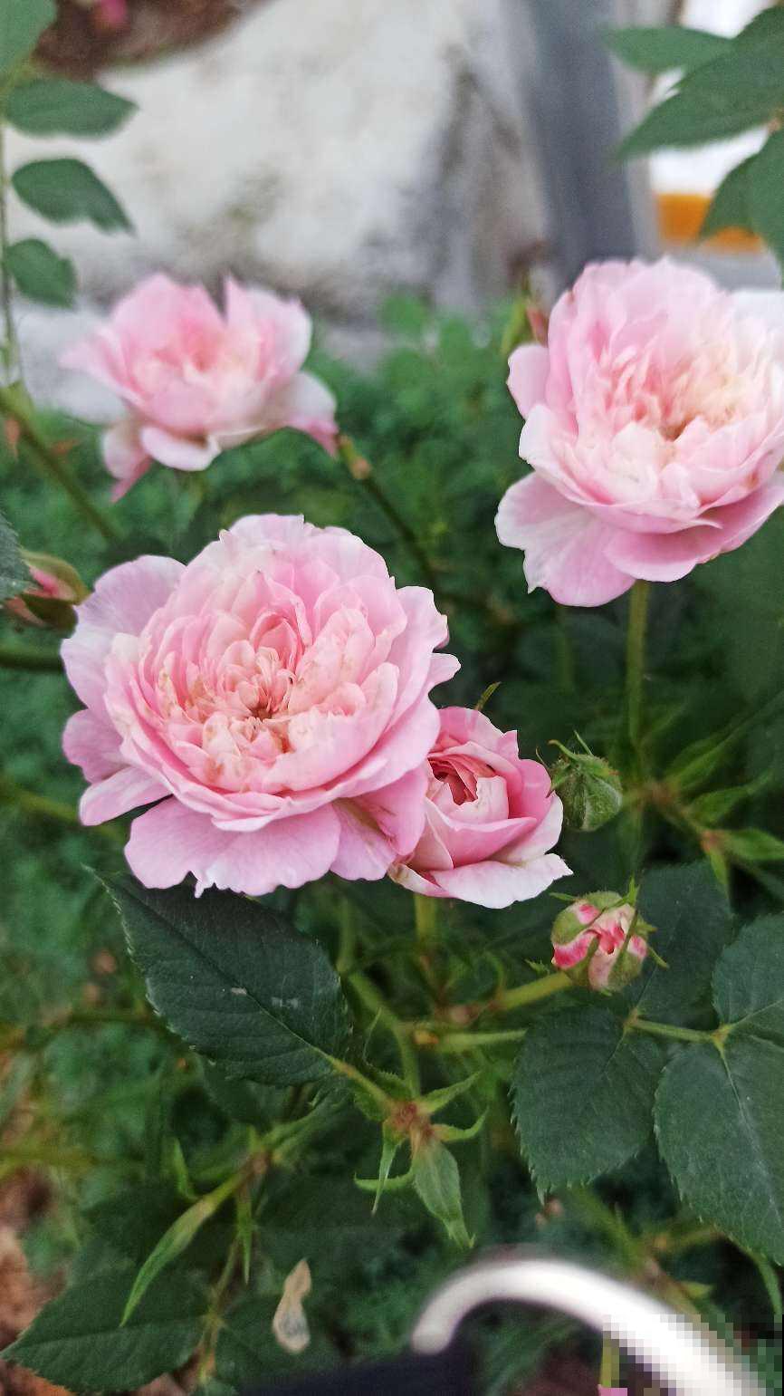 4种花天生“毛病多”,脾气大难伺候,养好几年才能养好! 4种花天生“毛病多”,脾气大难伺候,养好几年才能养好!